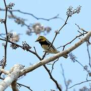 Black-throated Green Warbler