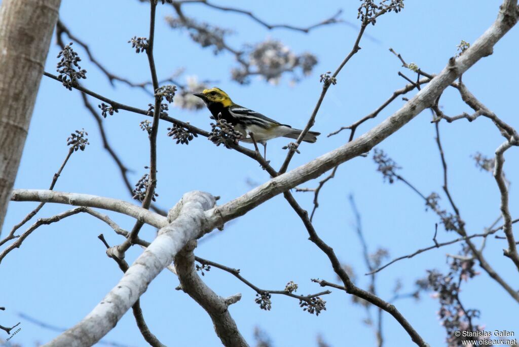 Black-throated Green Warbler male adult transition