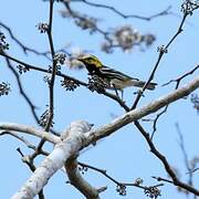 Black-throated Green Warbler