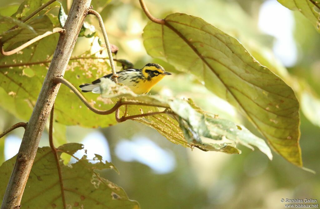 Blackburnian Warbler male adult