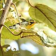 Blackburnian Warbler