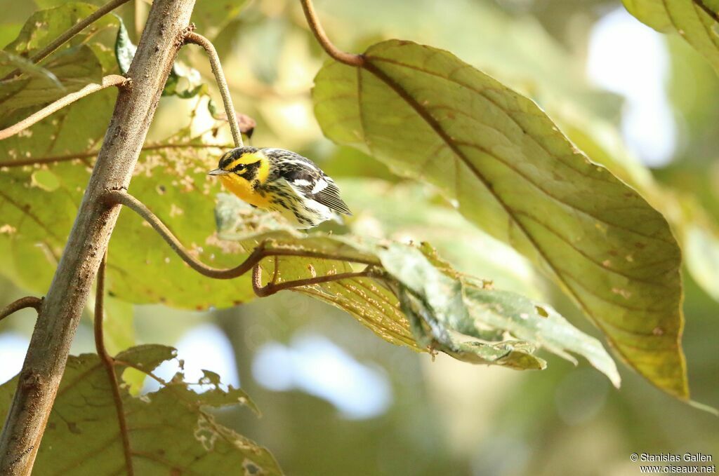 Blackburnian Warbler male adult