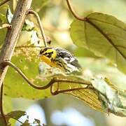 Blackburnian Warbler