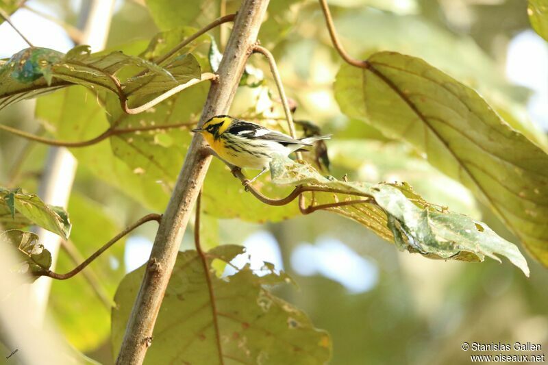 Blackburnian Warbler male adult