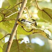 Blackburnian Warbler