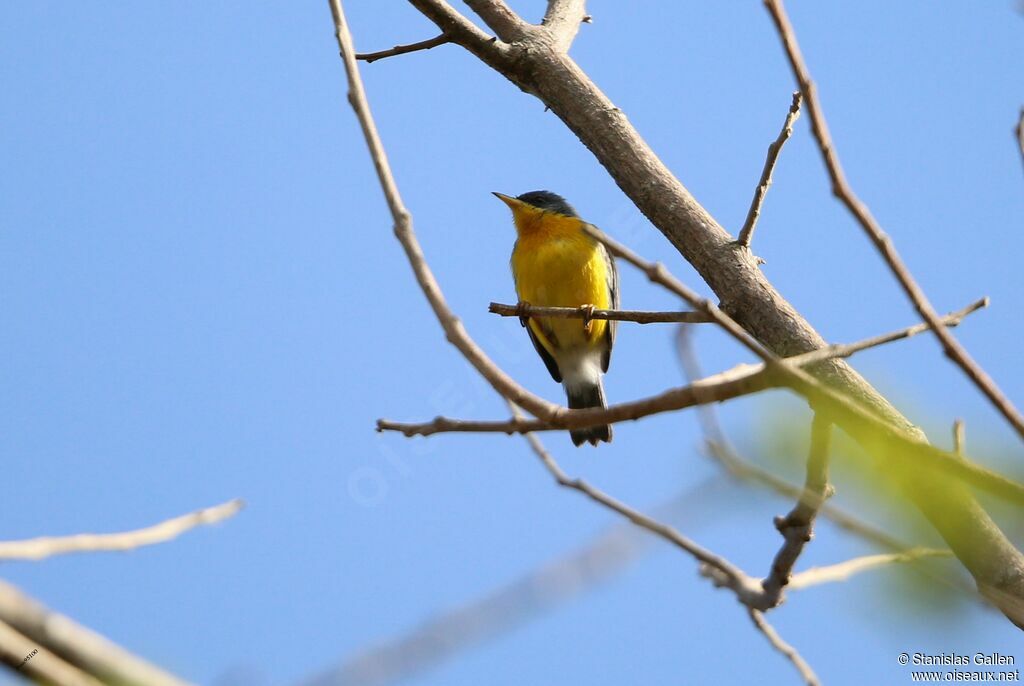 Tropical Parula male adult