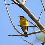 Tropical Parula