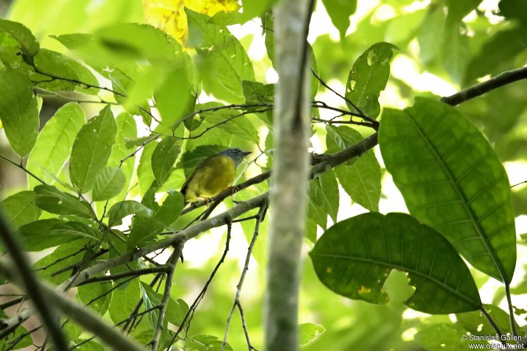 Paruline à lores blancs mâle adulte