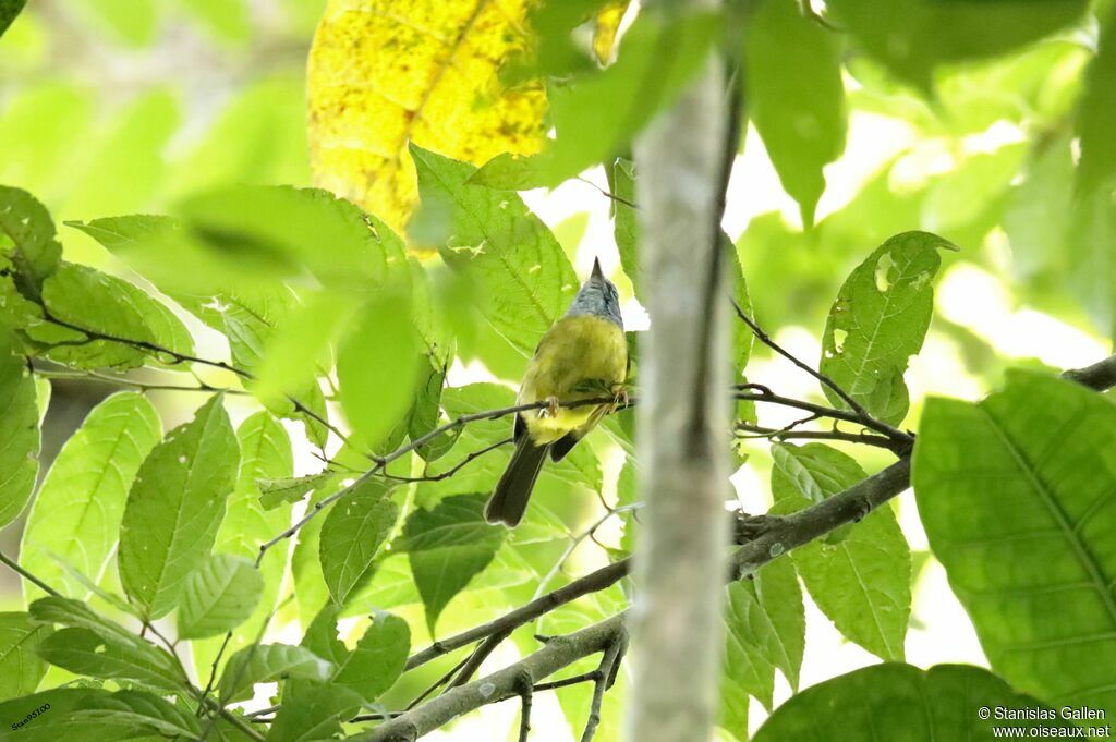 White-lored Warbler male adult