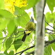 White-lored Warbler