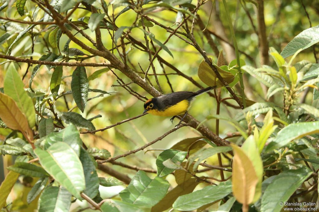 Spectacled Whitestart male adult breeding