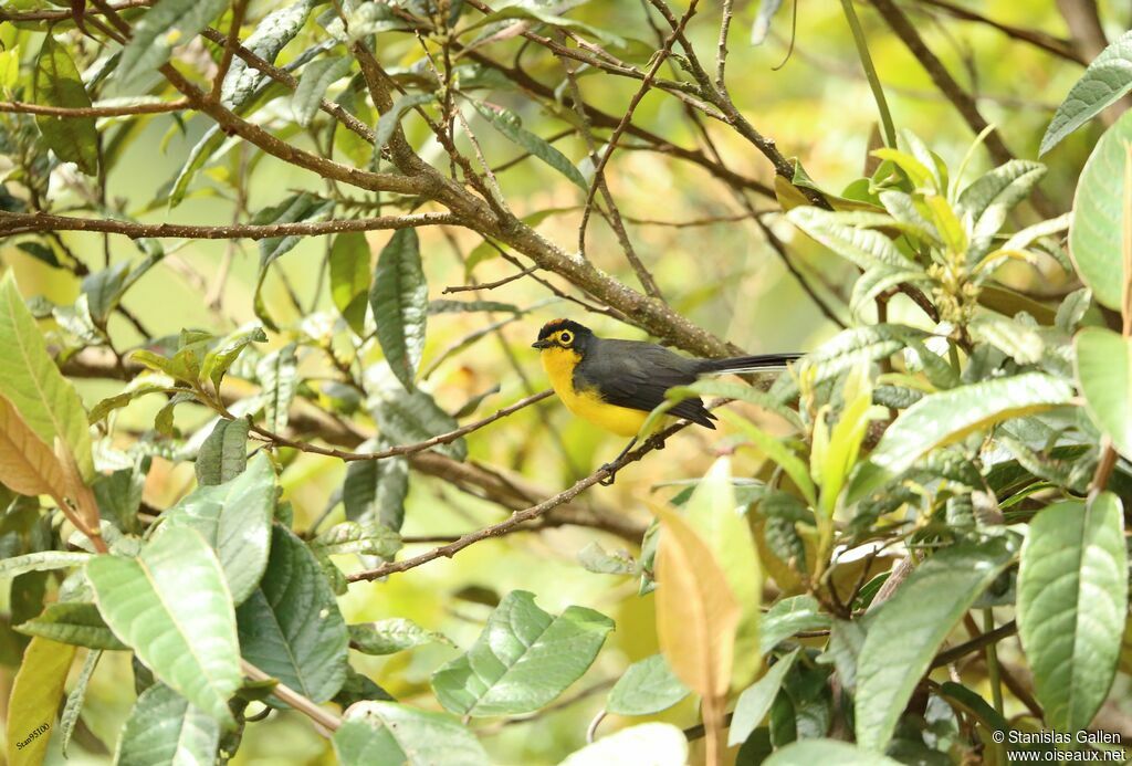 Spectacled Whitestart male adult breeding