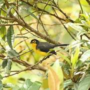 Spectacled Whitestart