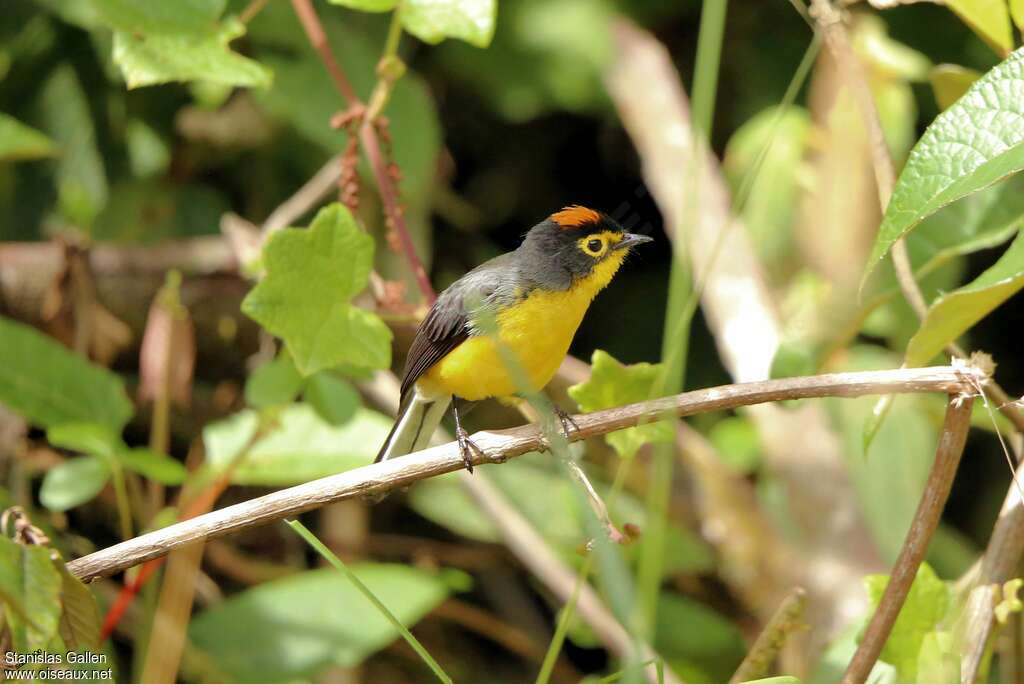 Spectacled Whitestartadult breeding