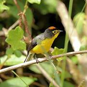 Spectacled Whitestart