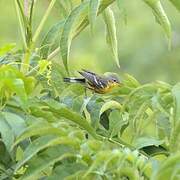 Magnolia Warbler