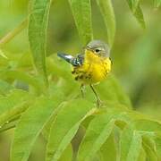 Magnolia Warbler