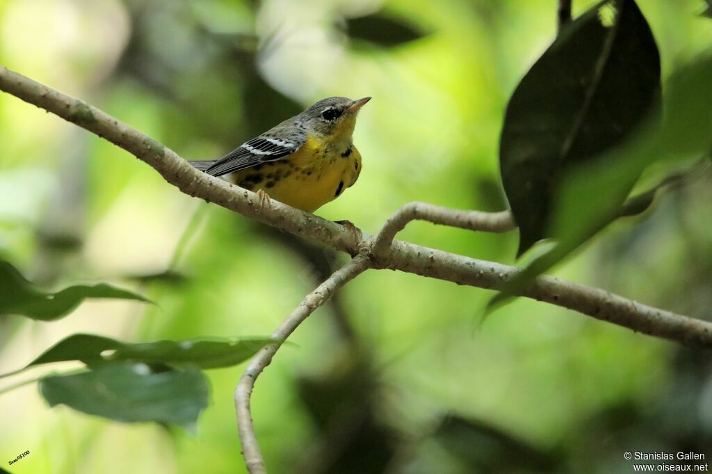 Paruline à tête cendrée mâle adulte nuptial