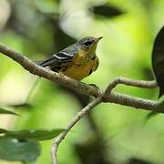 Magnolia Warbler