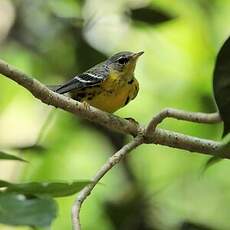 Paruline à tête cendrée