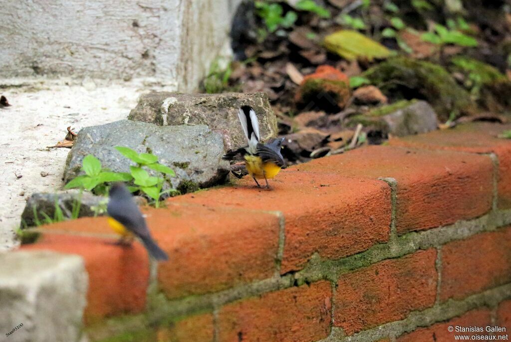 Slate-throated Whitestart male adult breeding, courting display