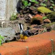 Slate-throated Whitestart