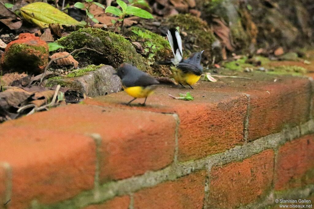 Slate-throated Whitestart male adult breeding, courting display