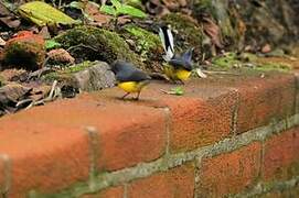 Slate-throated Whitestart