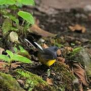 Slate-throated Whitestart