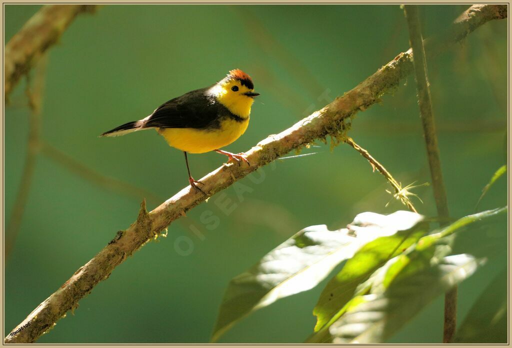 Collared Whitestart male adult breeding