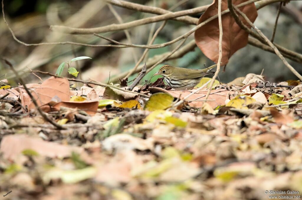 Paruline couronnée mâle adulte