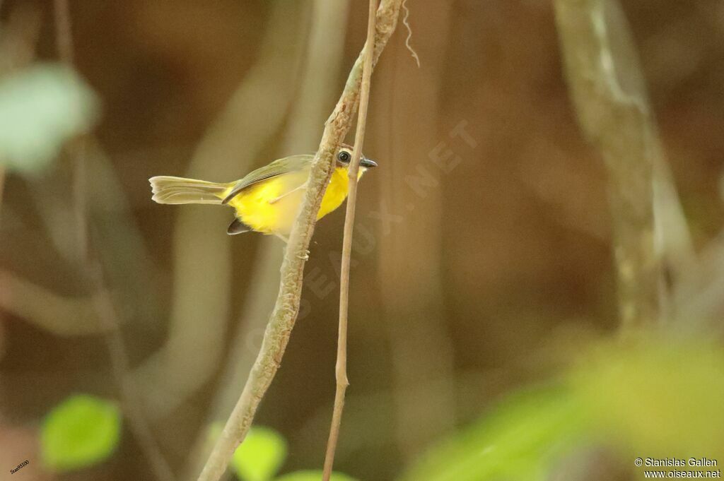 Chestnut-capped Warbleradult