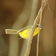 Chestnut-capped Warbler