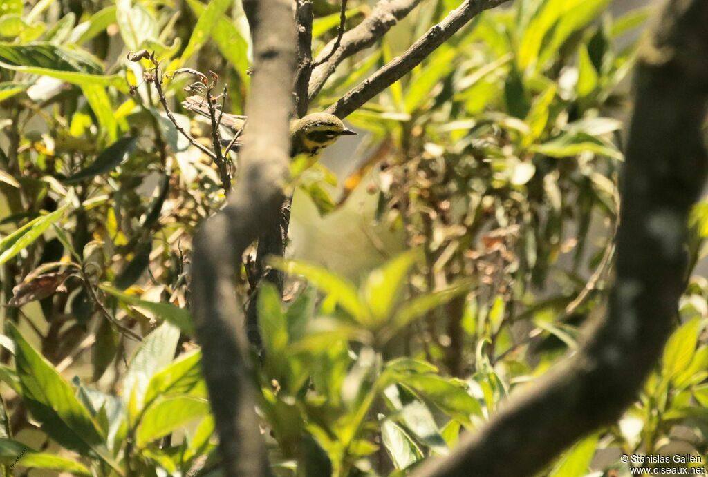 Townsend's Warbler male adult