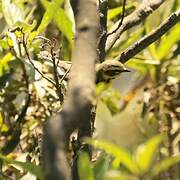 Townsend's Warbler