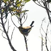 Townsend's Warbler