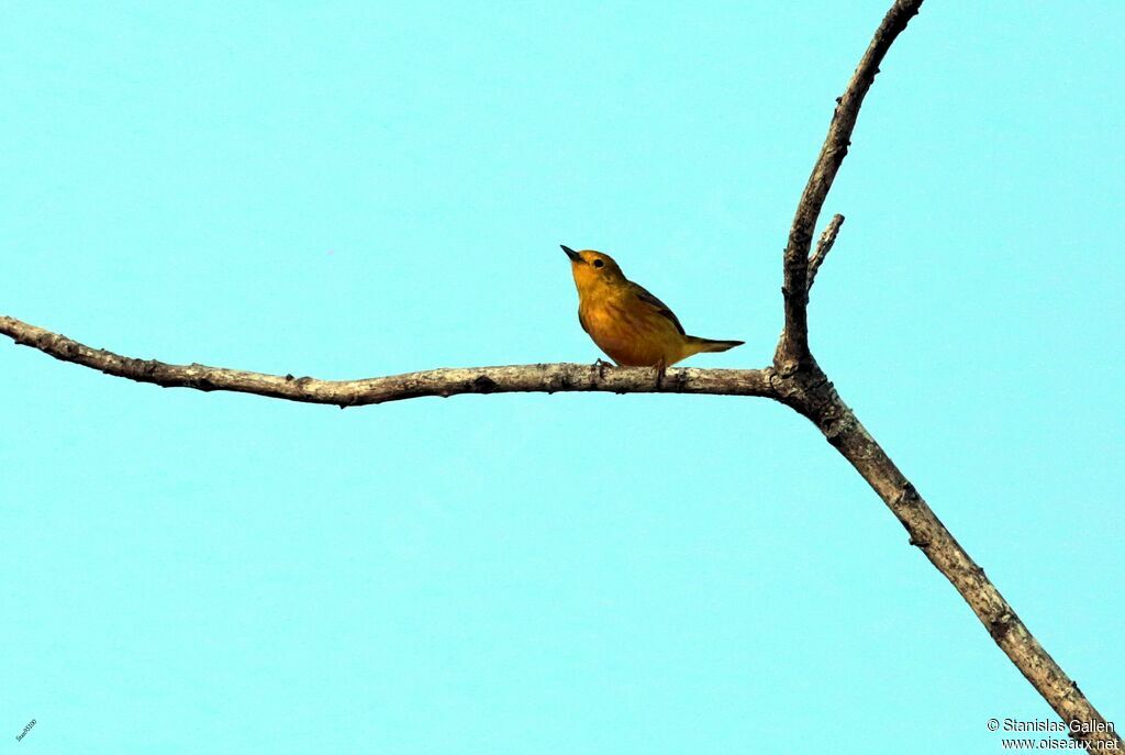 Mangrove Warbler male adult breeding