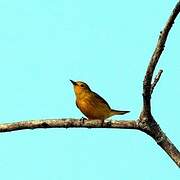 Mangrove Warbler