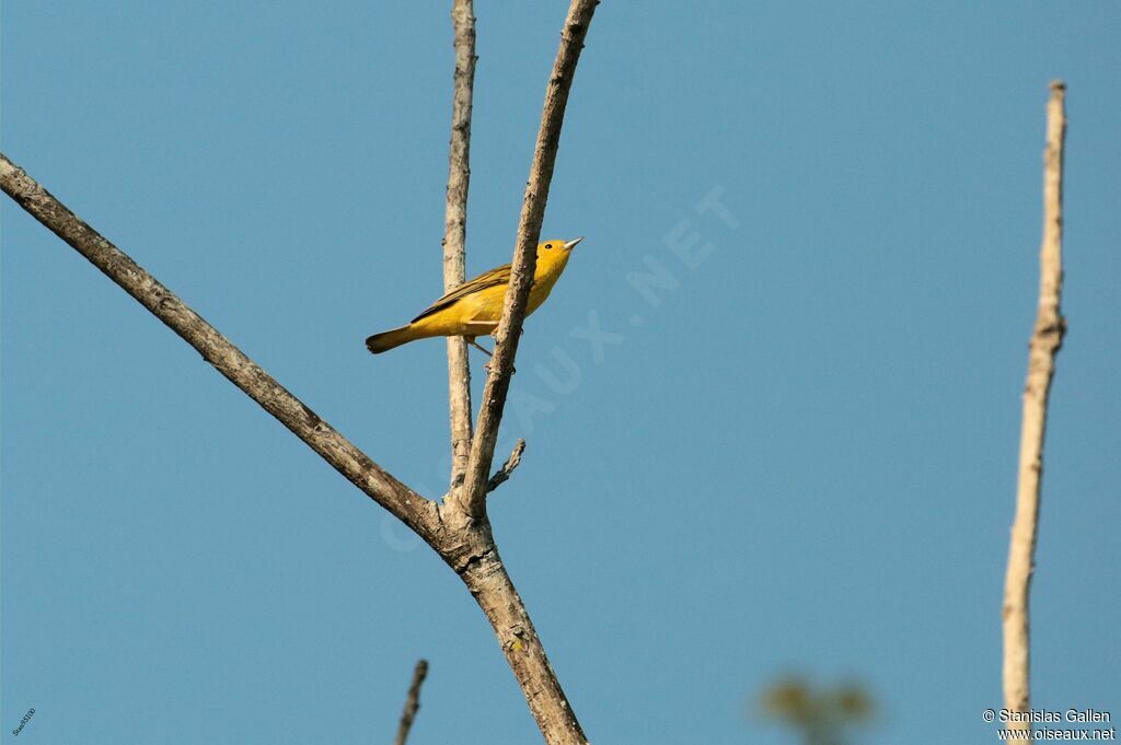 Mangrove Warbler male adult breeding