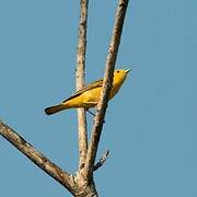 Mangrove Warbler