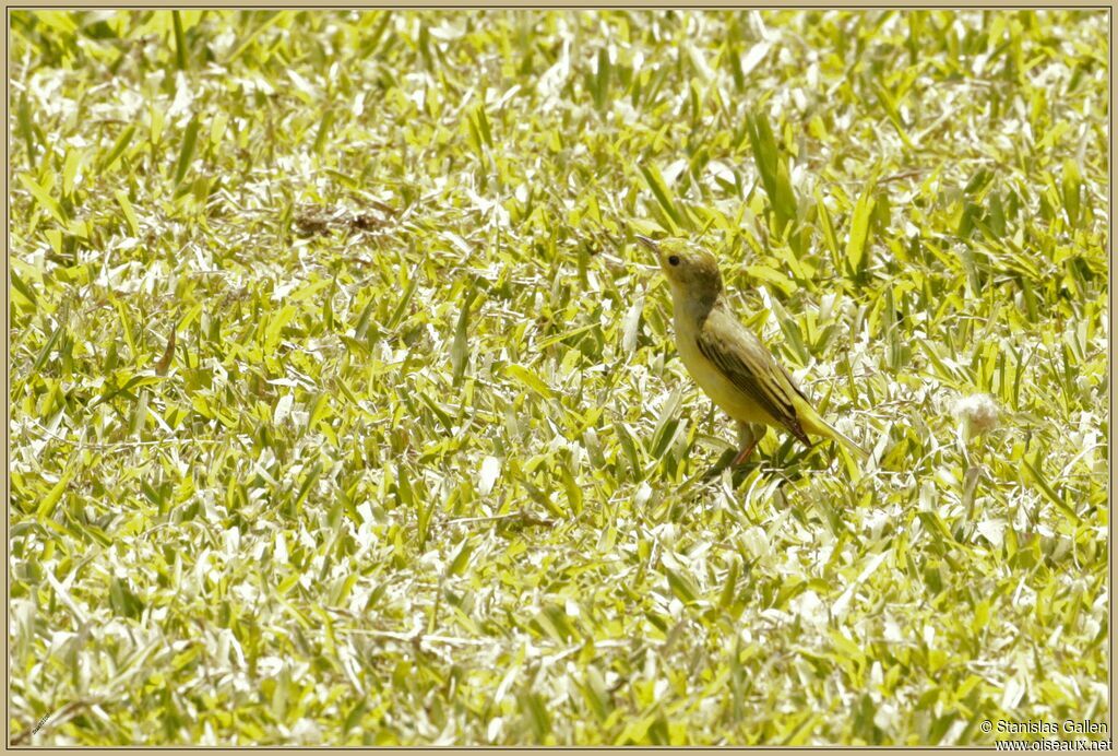 Paruline des mangroves femelle adulte nuptial