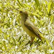 Mangrove Warbler