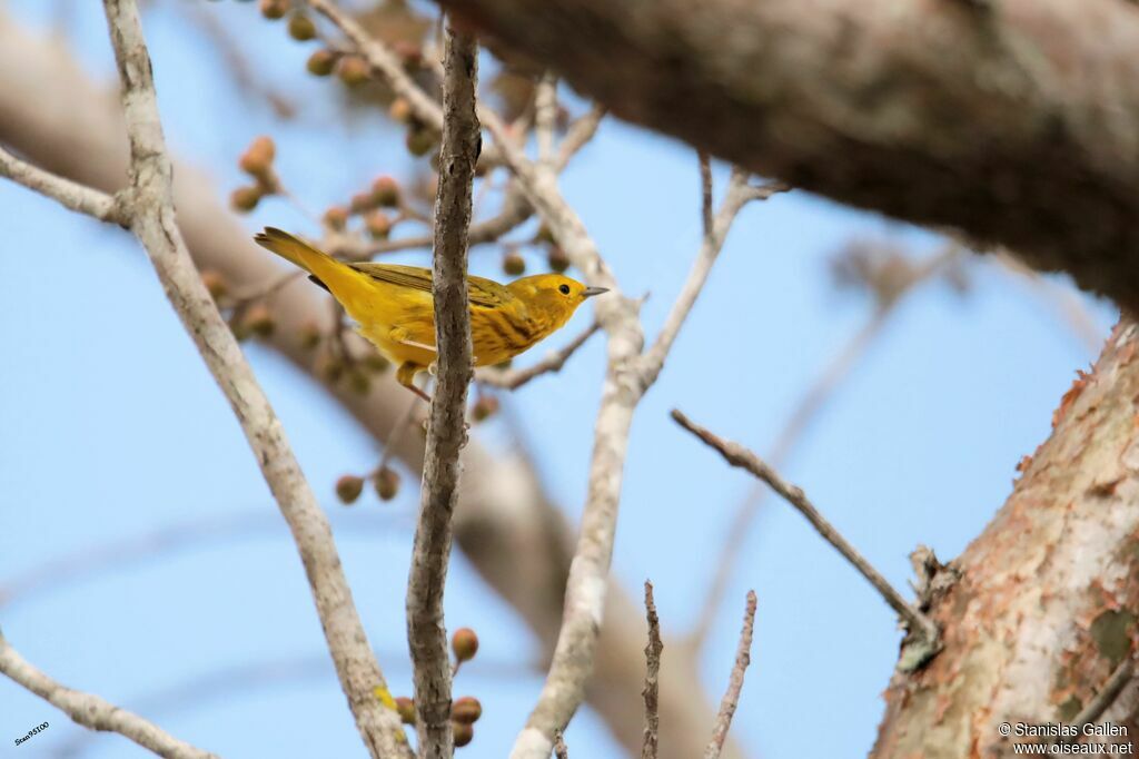 Mangrove Warbler male adult breeding