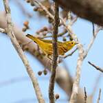 Paruline des mangroves