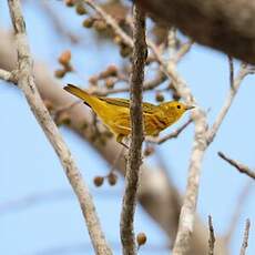 Paruline des mangroves