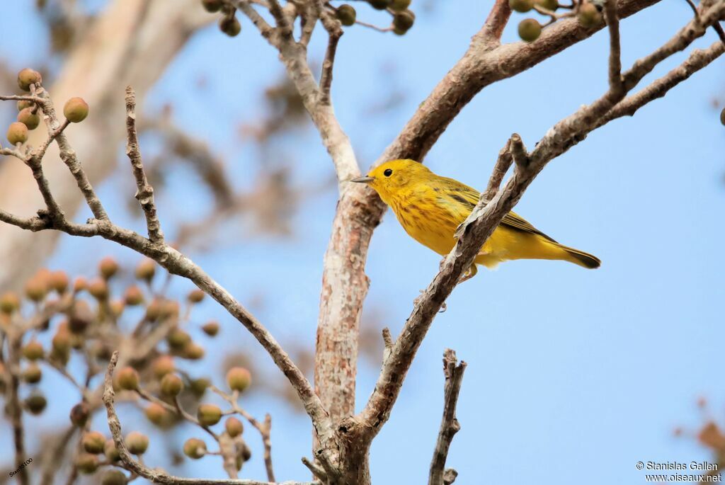 Mangrove Warbler