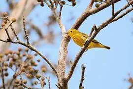 Mangrove Warbler