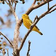 Mangrove Warbler