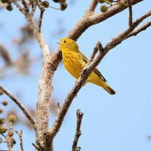 Paruline des mangroves