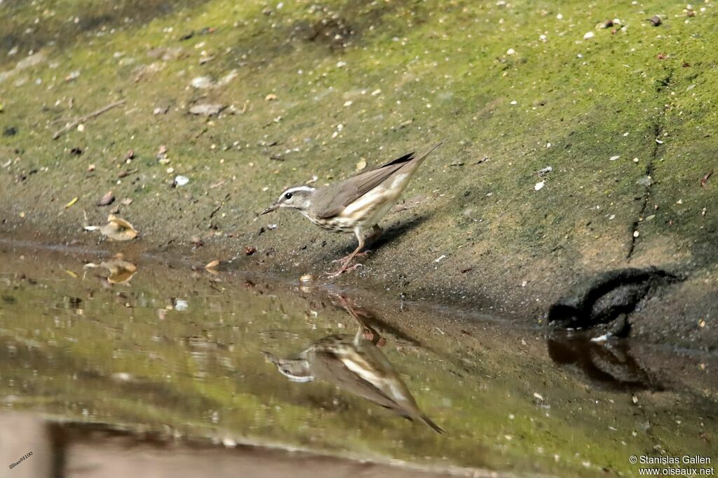 Northern Waterthrushadult